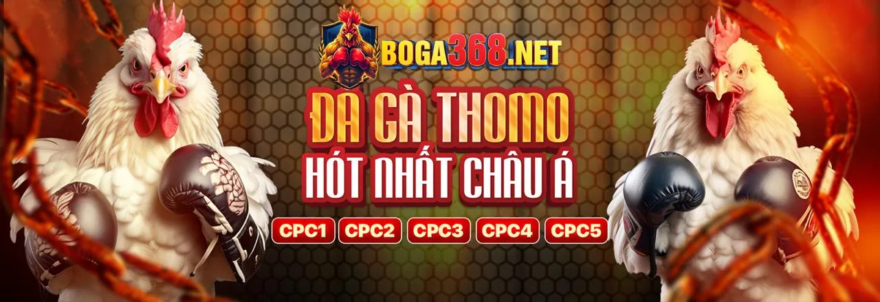 Gà chọi m99 đá gà